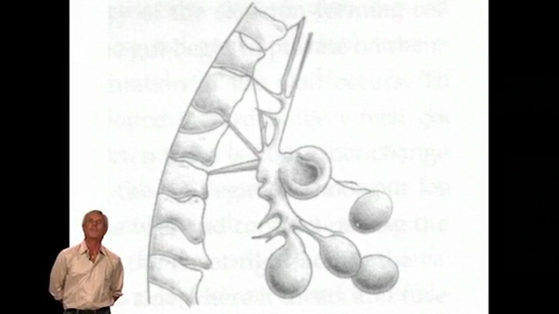 Embryology of Fascia 6: Embryology 2 - The Fascial Net