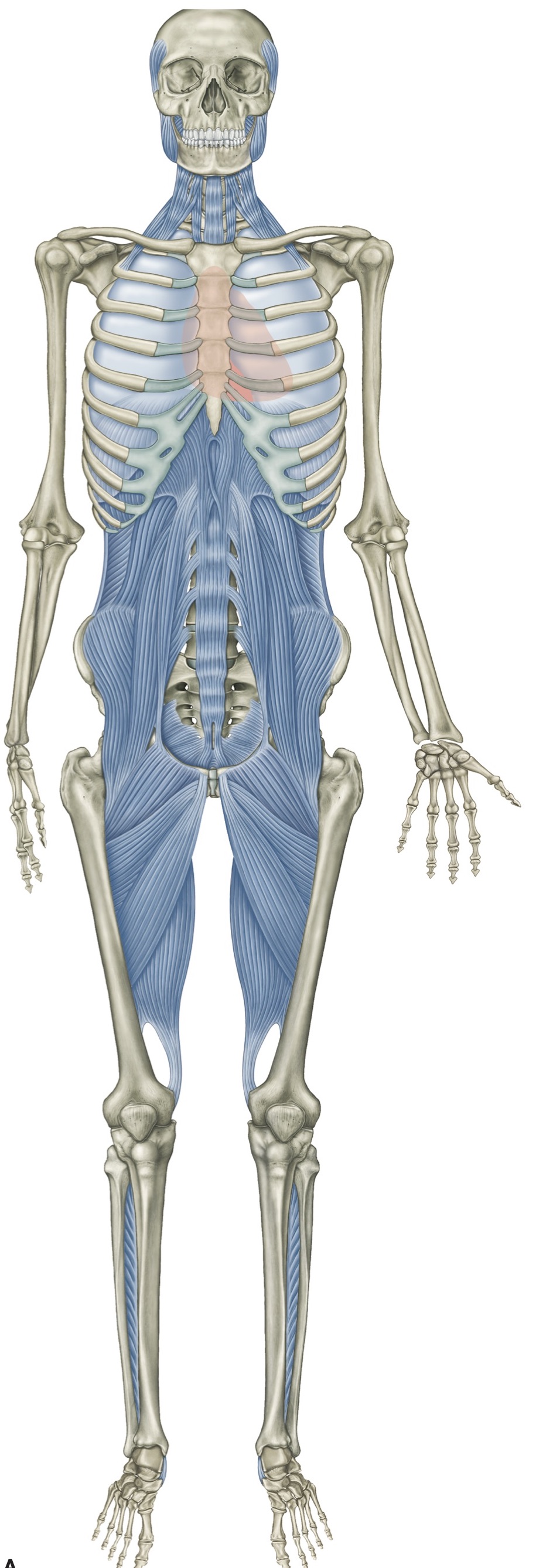 Introduction to Anatomy Trains