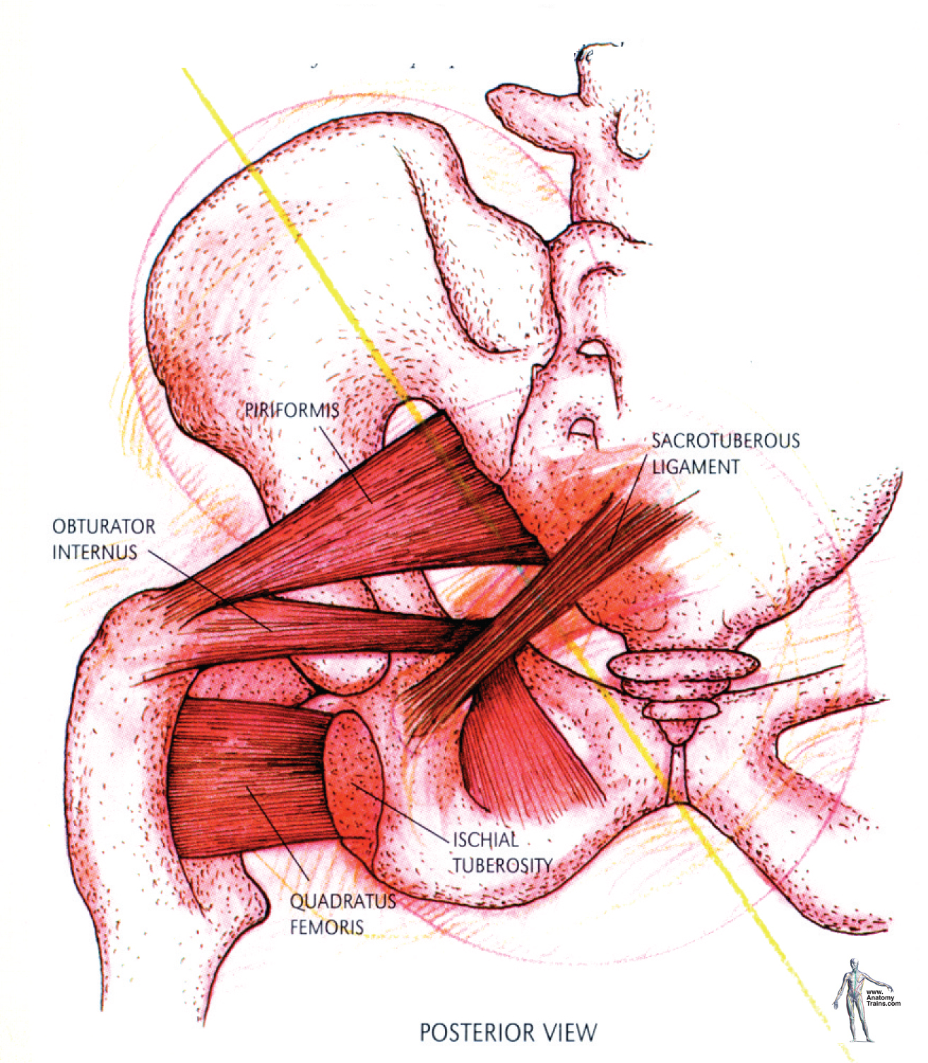 Balancing the Pelvis