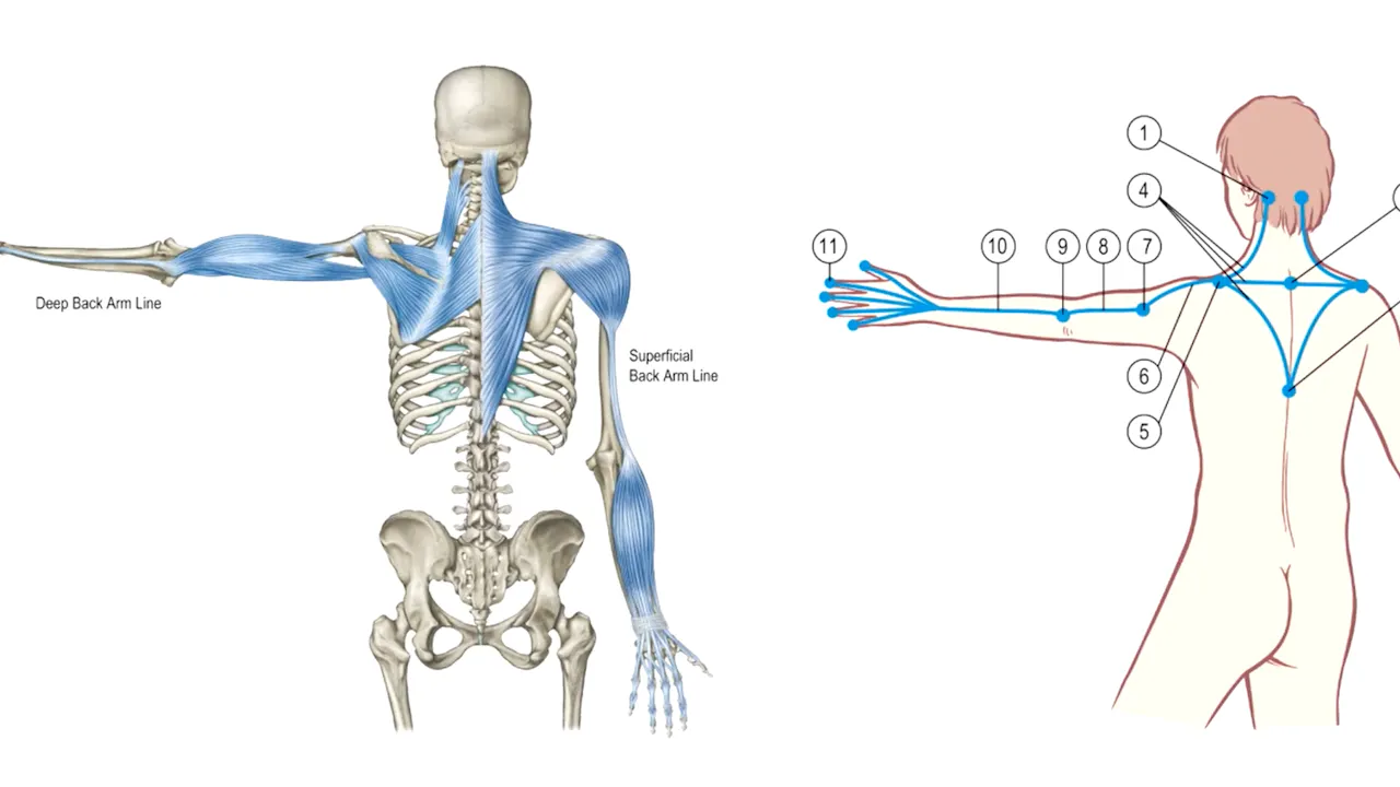 Line Rascetta Anatomy Dissection Lines on a Skeleton: Superficial Arm Line - Front and Back ...