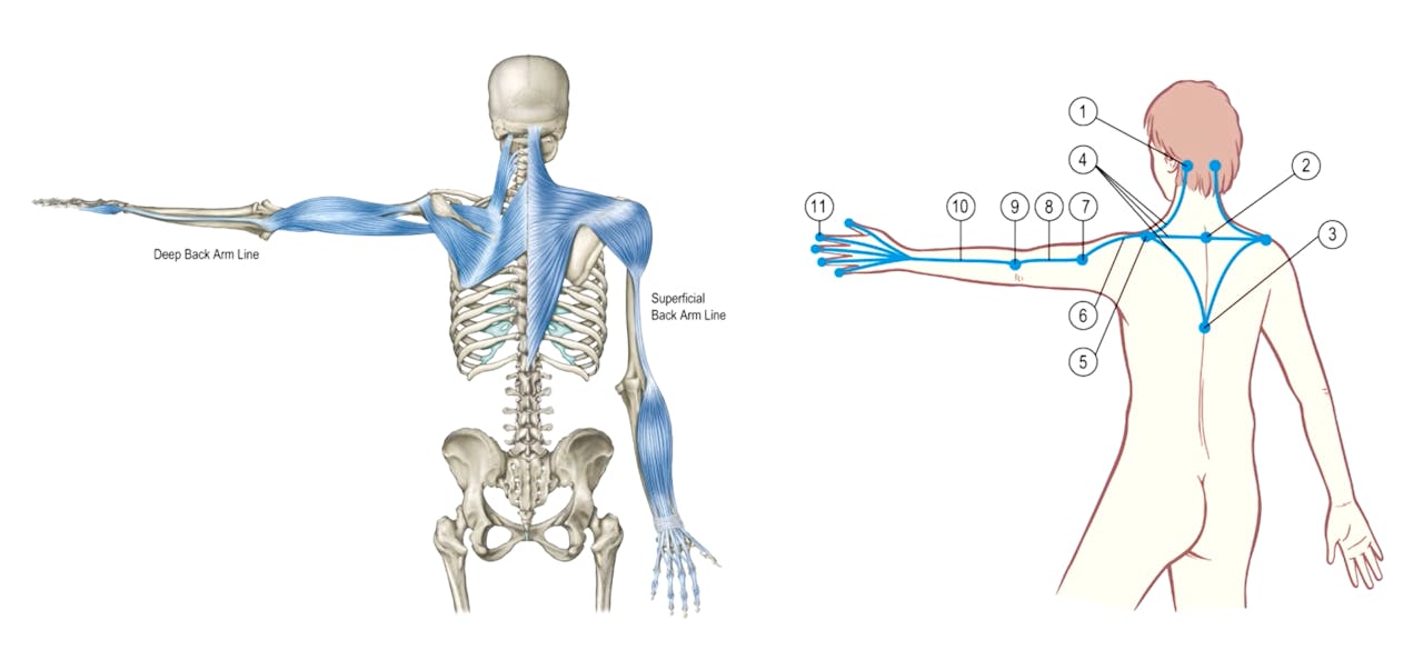 Dissection Lines on a Skeleton: Superficial Arm Line - Front and Back ...