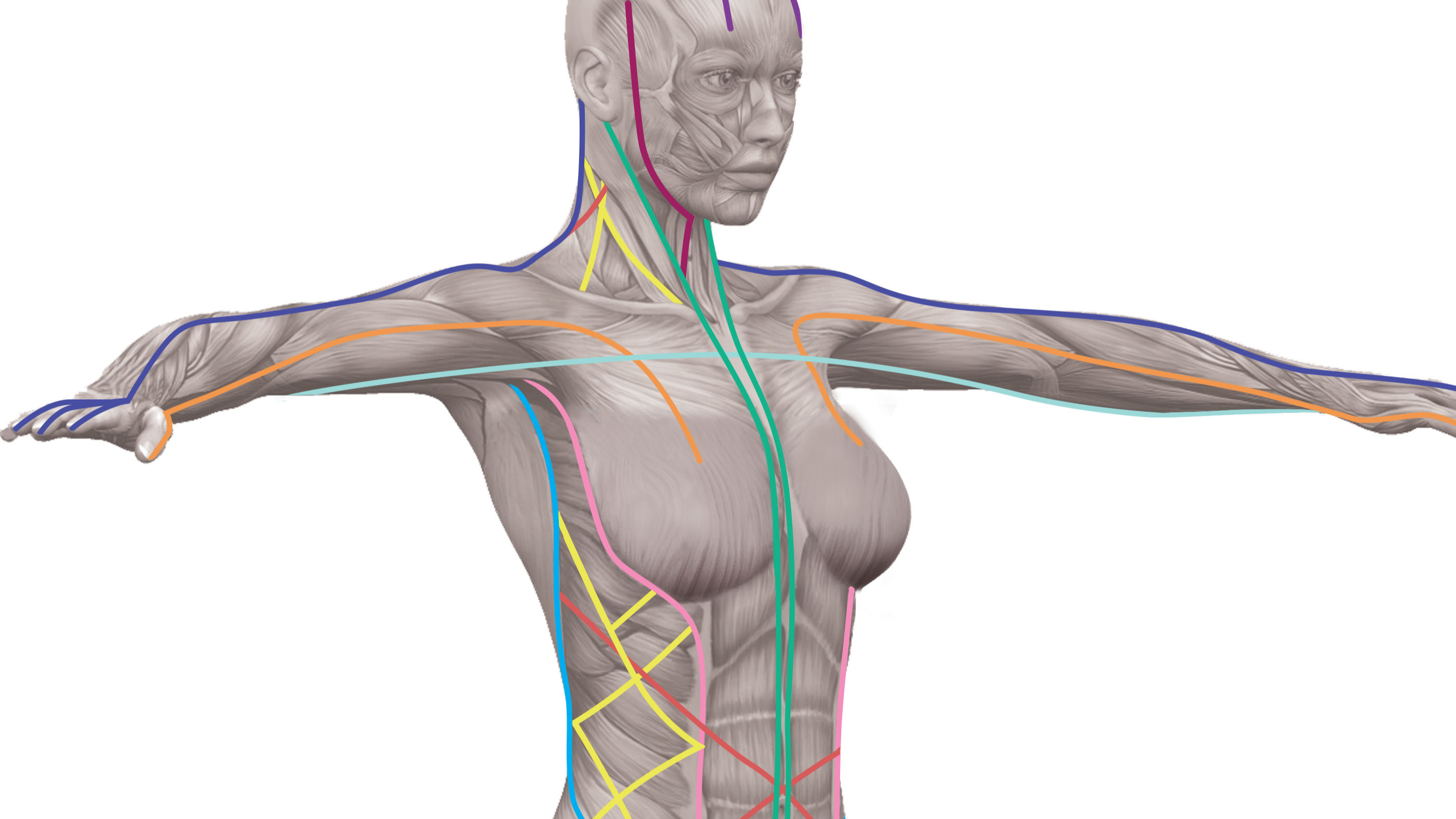 Myofascial Meridians