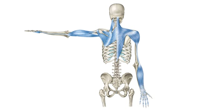 Dissection Lines on a Skeleton: Deep ...