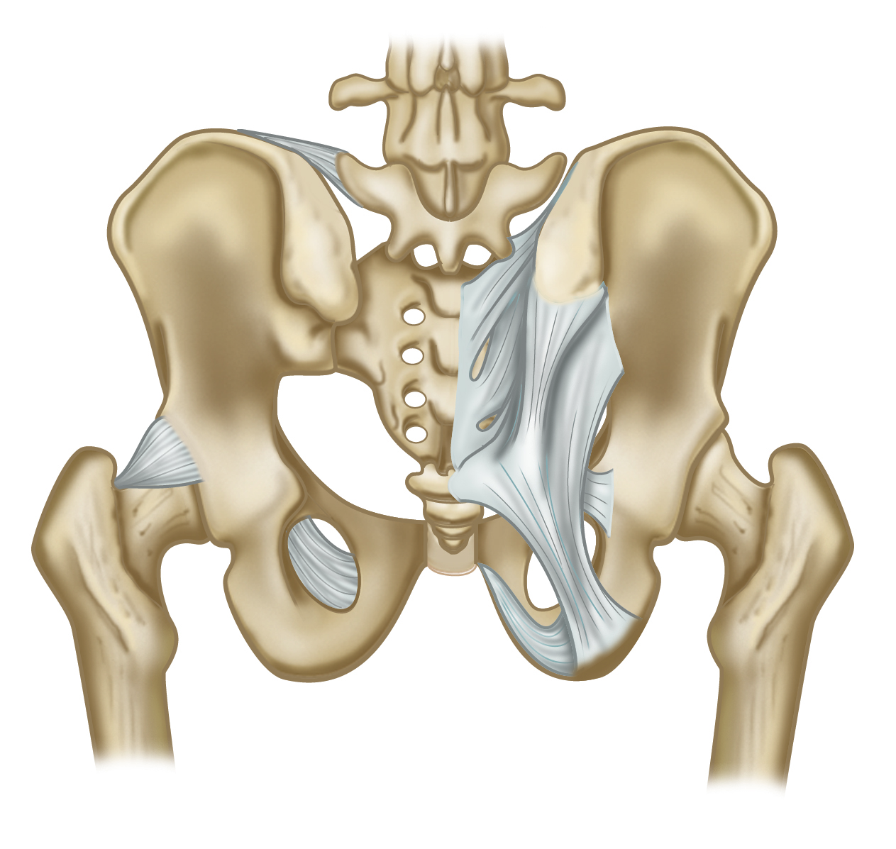 Deeper Ground Female Pelvis - short videos