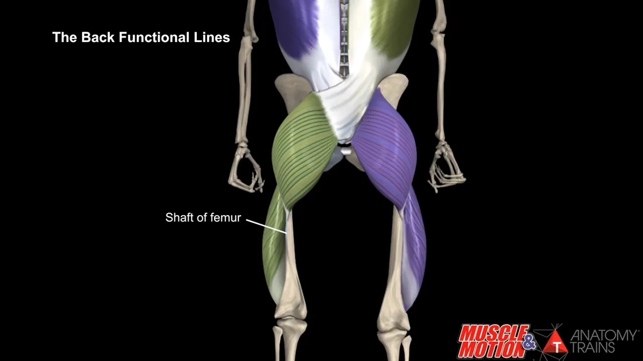 Line Rascetta Anatomy The Back Functional Line Animation - The Functional Lines - Anatomy ...