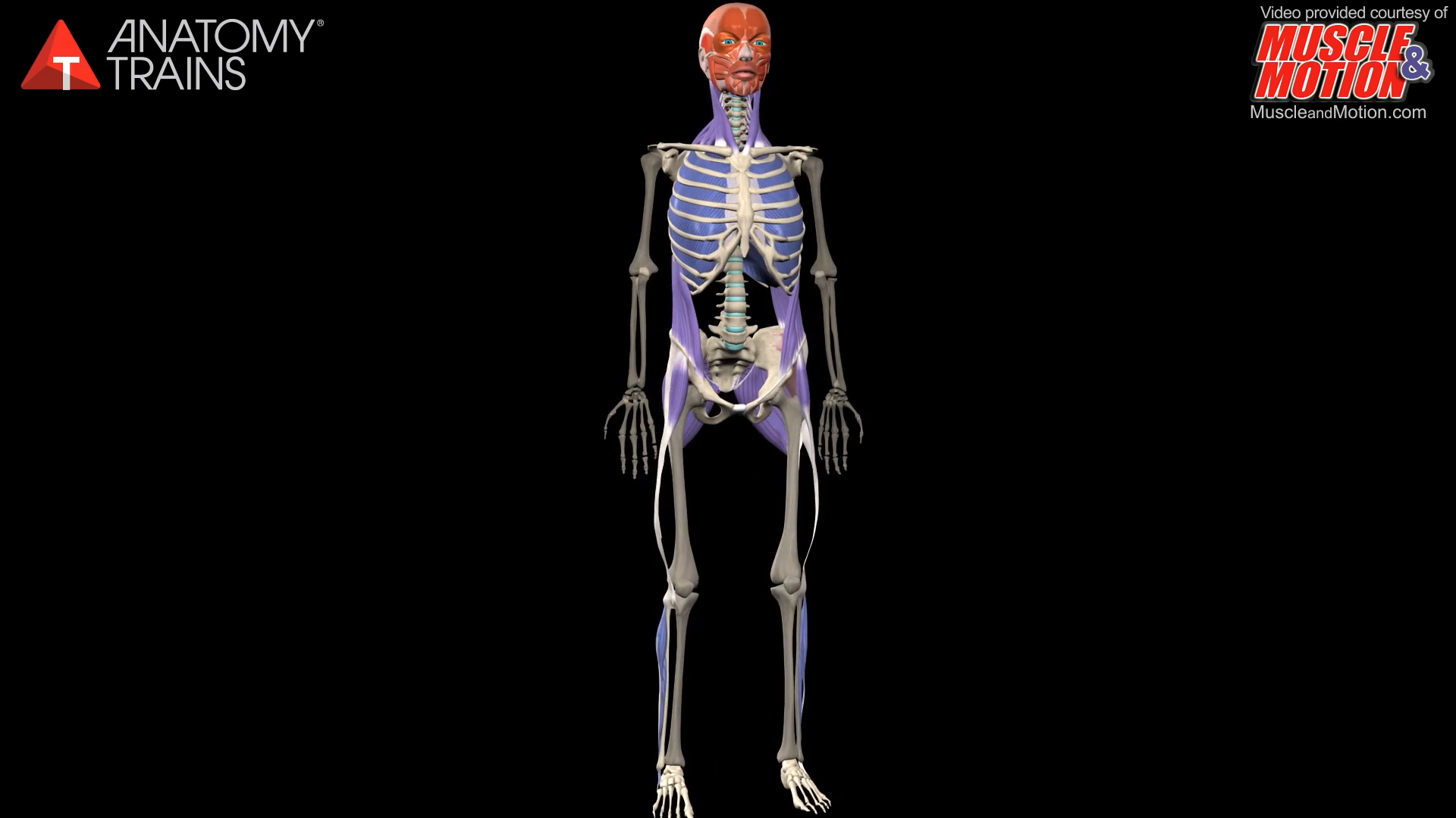 The Lateral Line Animation