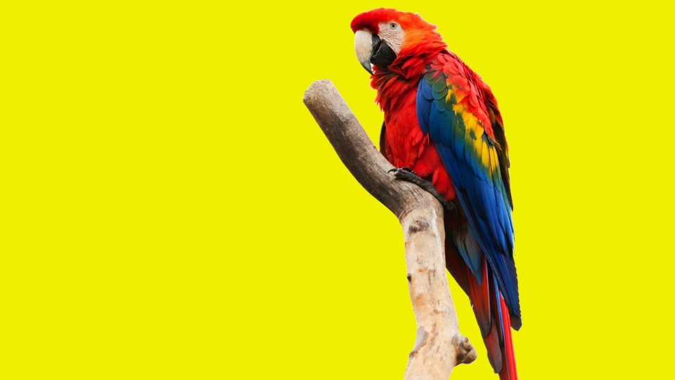 How to use modal verbs with reported speech