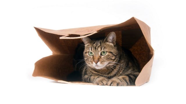Let the cat out of the bag