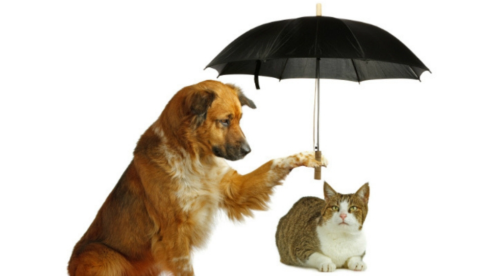 Raining cats and dogs