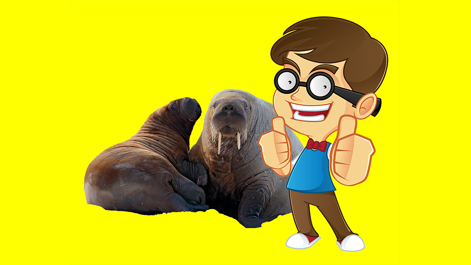 Wayne went to Wales to watch walruses