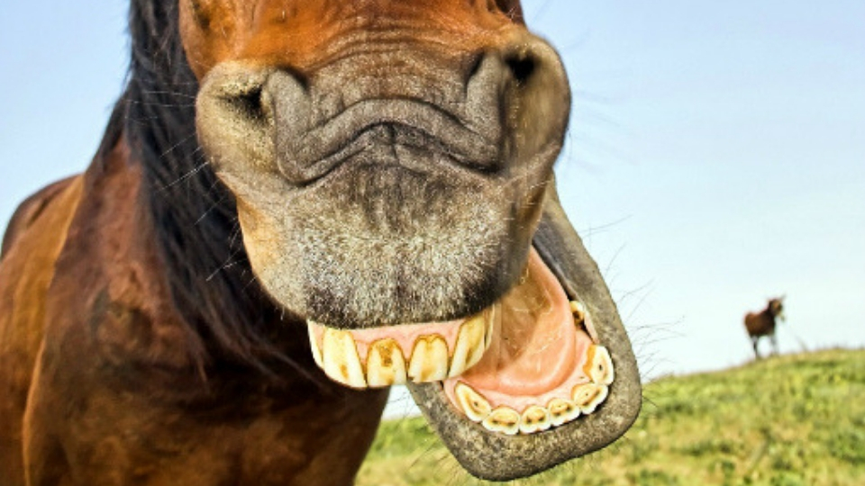 Straight from the horse's mouth