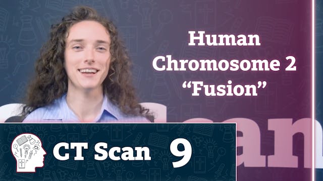 Human Chromosome 2 “Fusion”