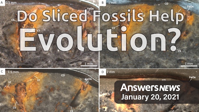 1/20 Do Sliced Fossils Help Evolution?