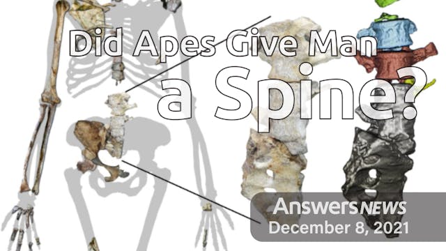 12/08 Did Apes Give Man a Spine?