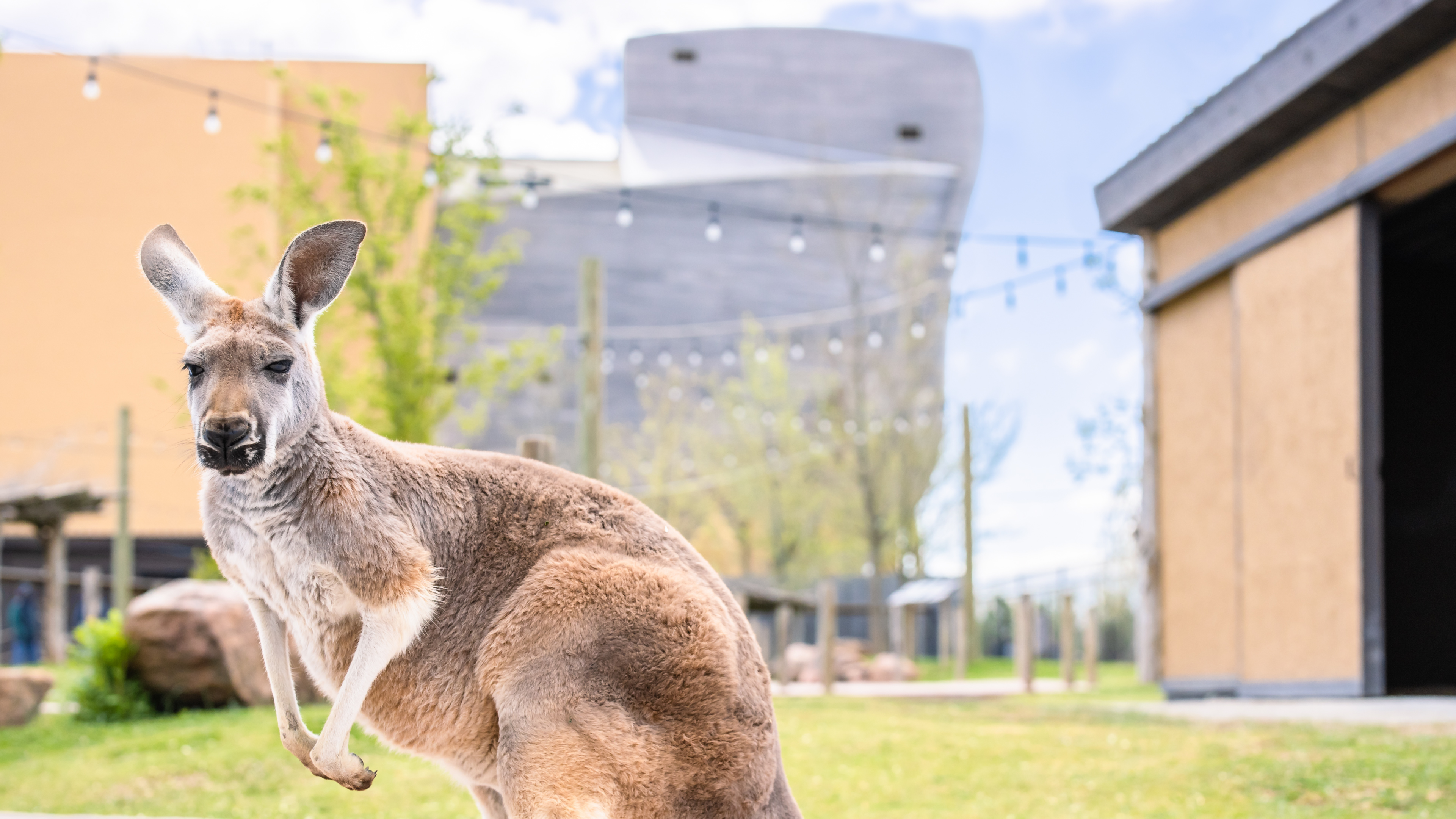 July 2022: Red Kangaroos