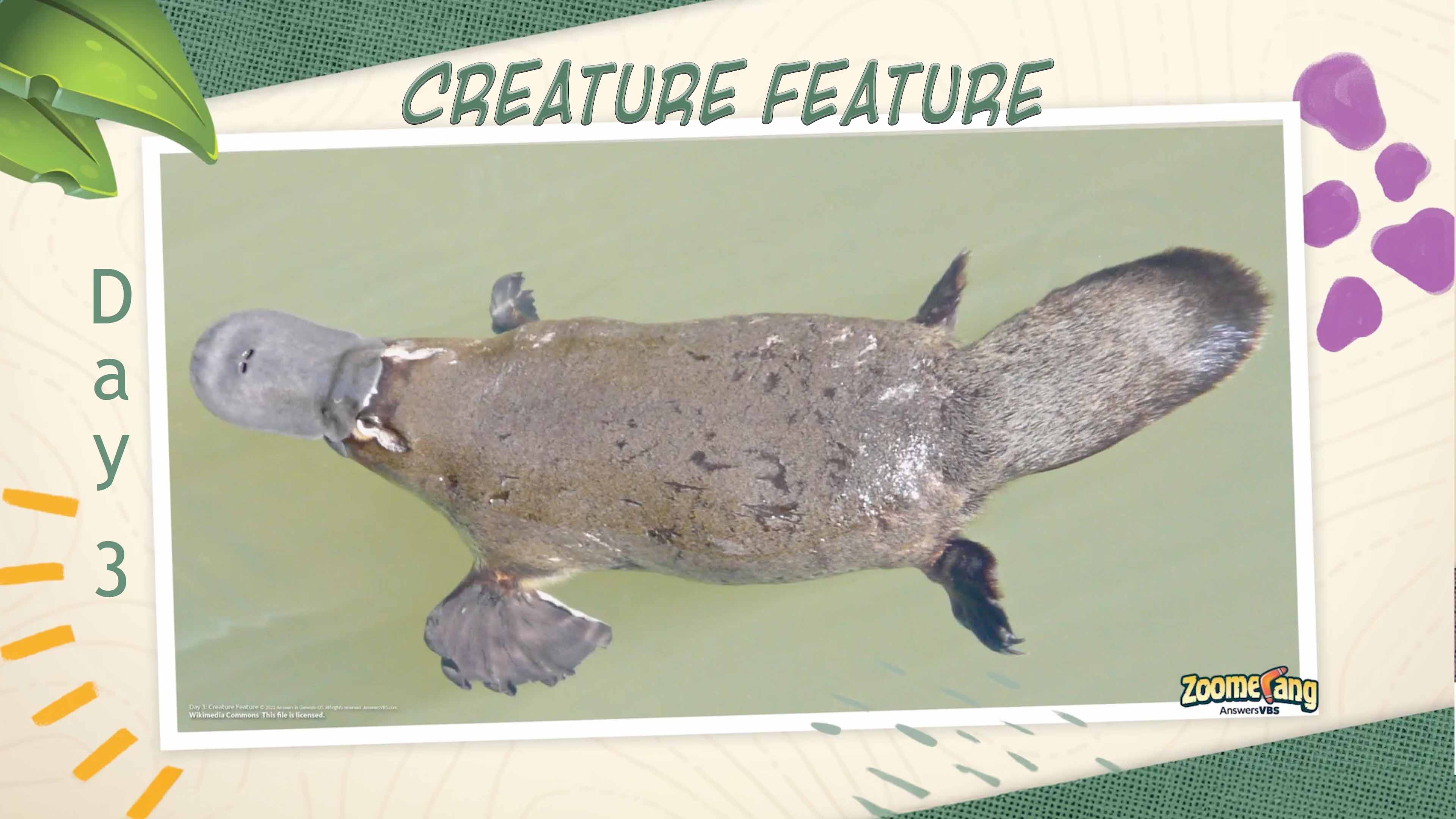 Zoomerang: Creature Feature Day 3 - Platypus