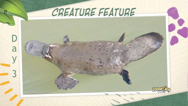 Zoomerang: Creature Feature Day 3 - P...