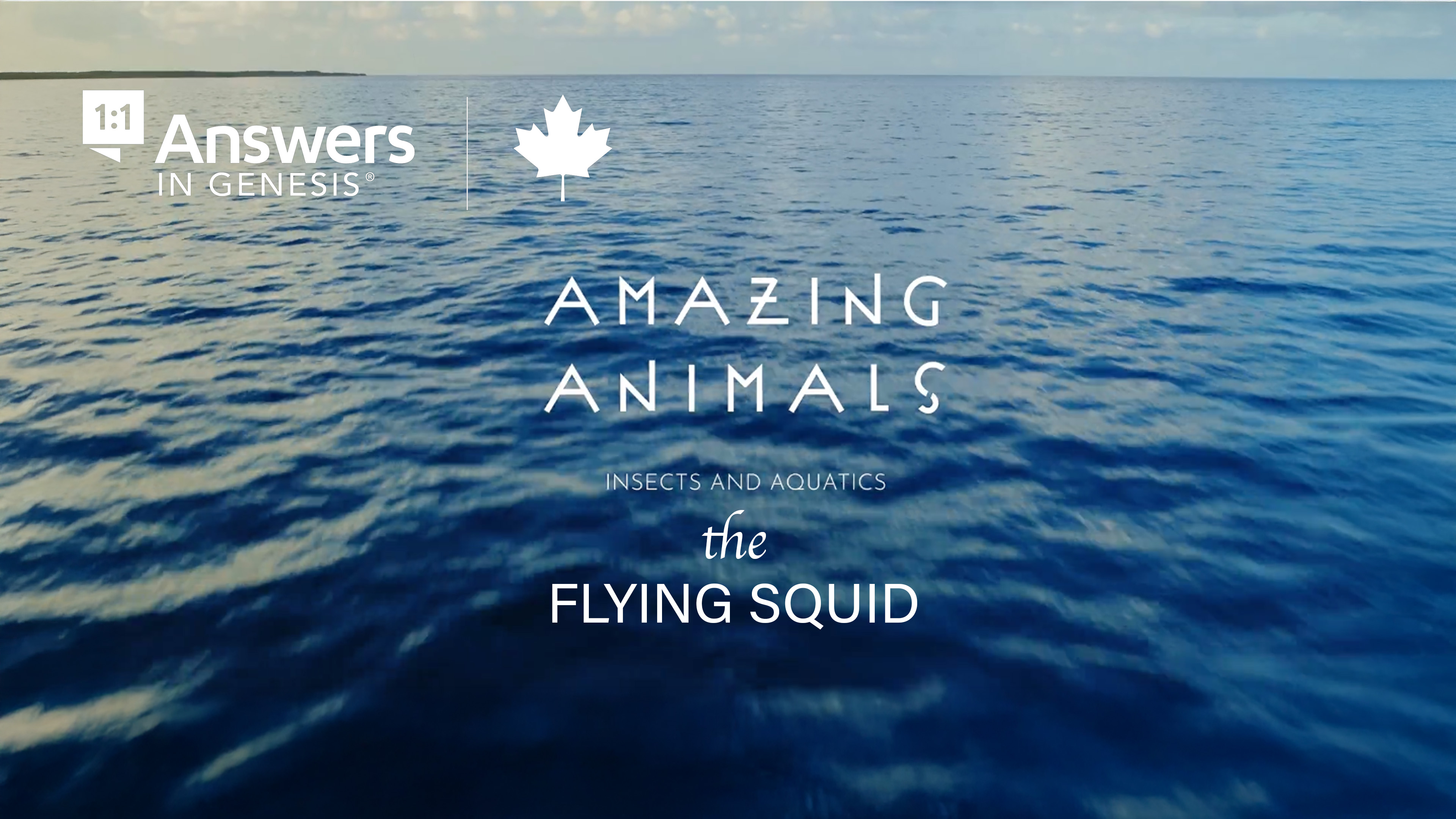 S1E3 Amazing Animals: The Flying Squid