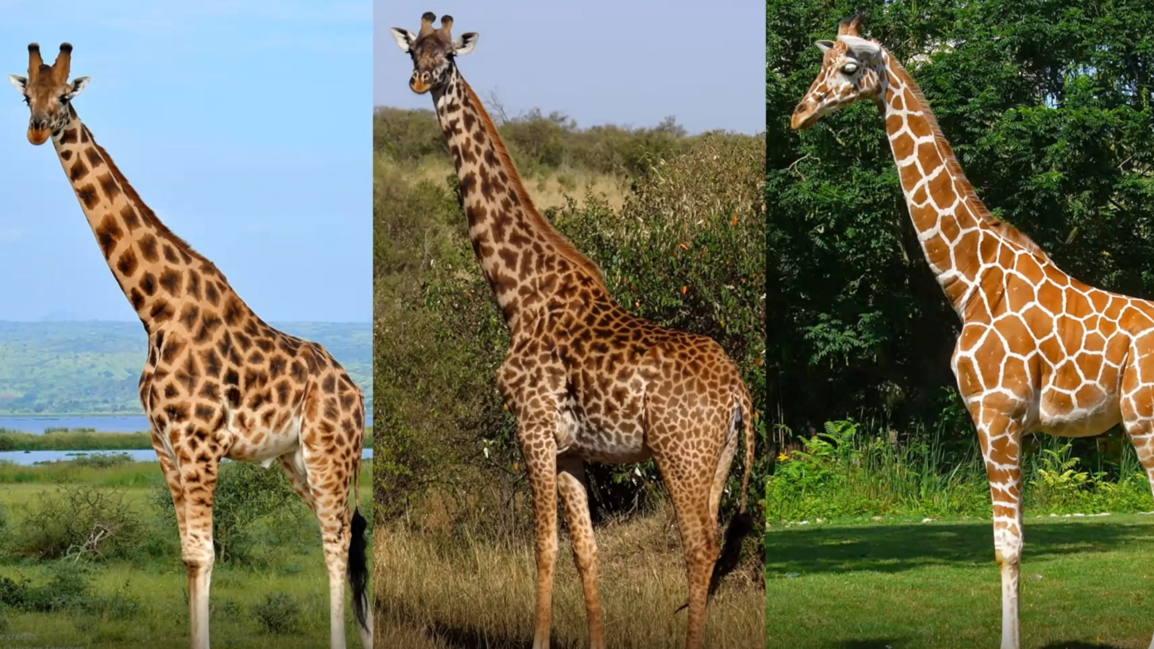 Fitting the Animals onto the Ark - Creationists & Hyper-Evolution- Dr. Jeanson