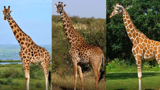 Fitting the Animals onto the Ark - Cr...