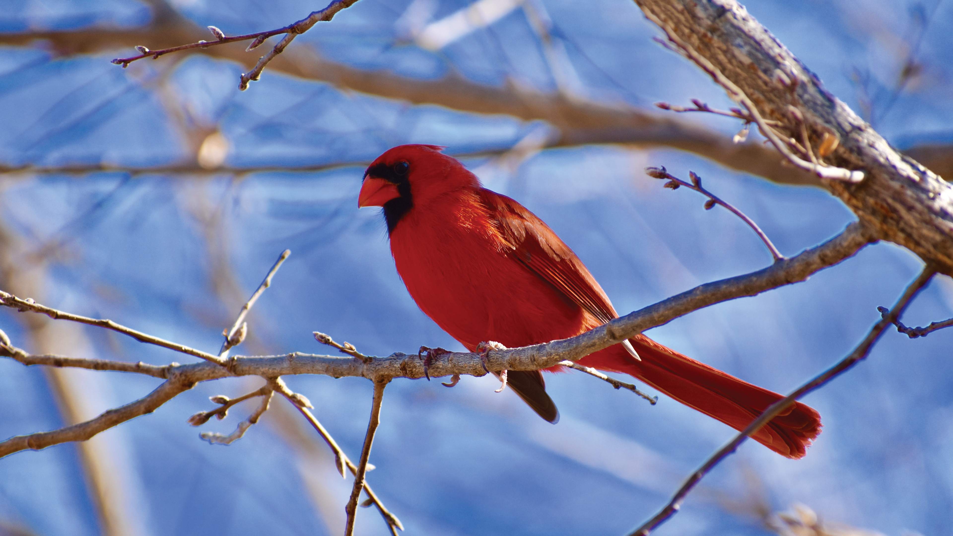 S2E2 Consider the Birds