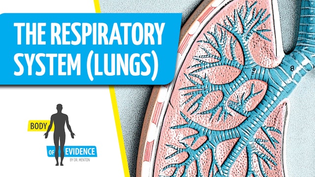 Respiratory System (Lungs) 2