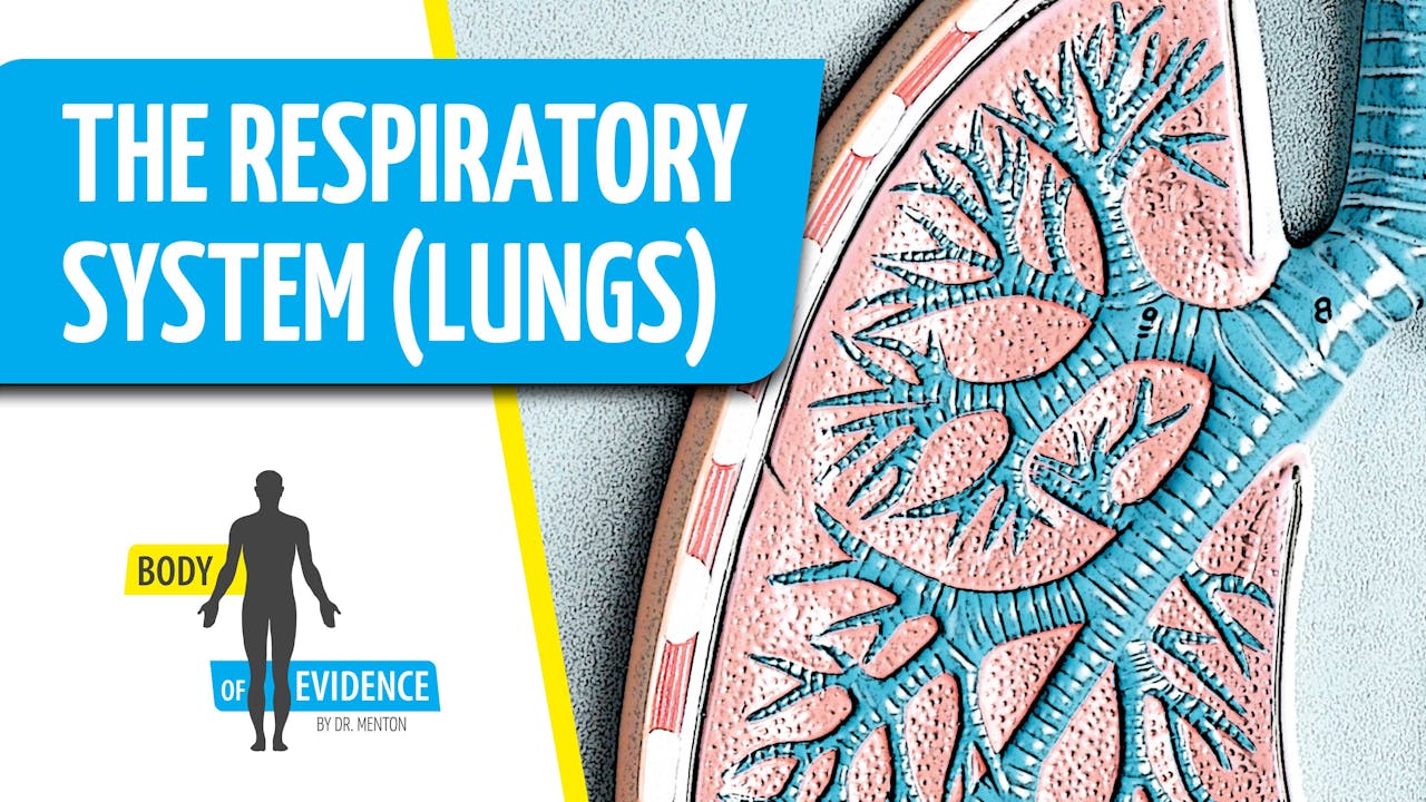 Respiratory System (Lungs) 2 - Answers.tv