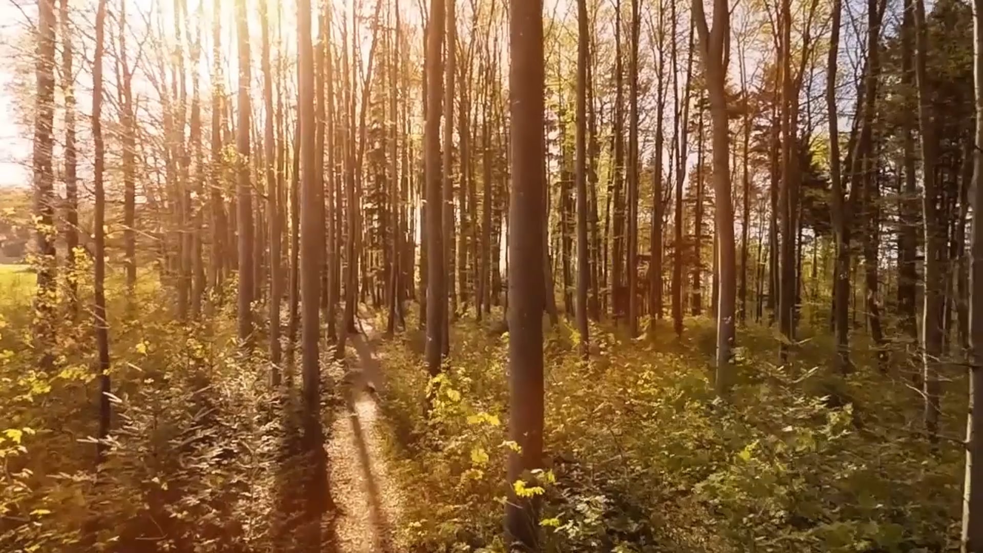 By Him (Colossians 1:16-17)