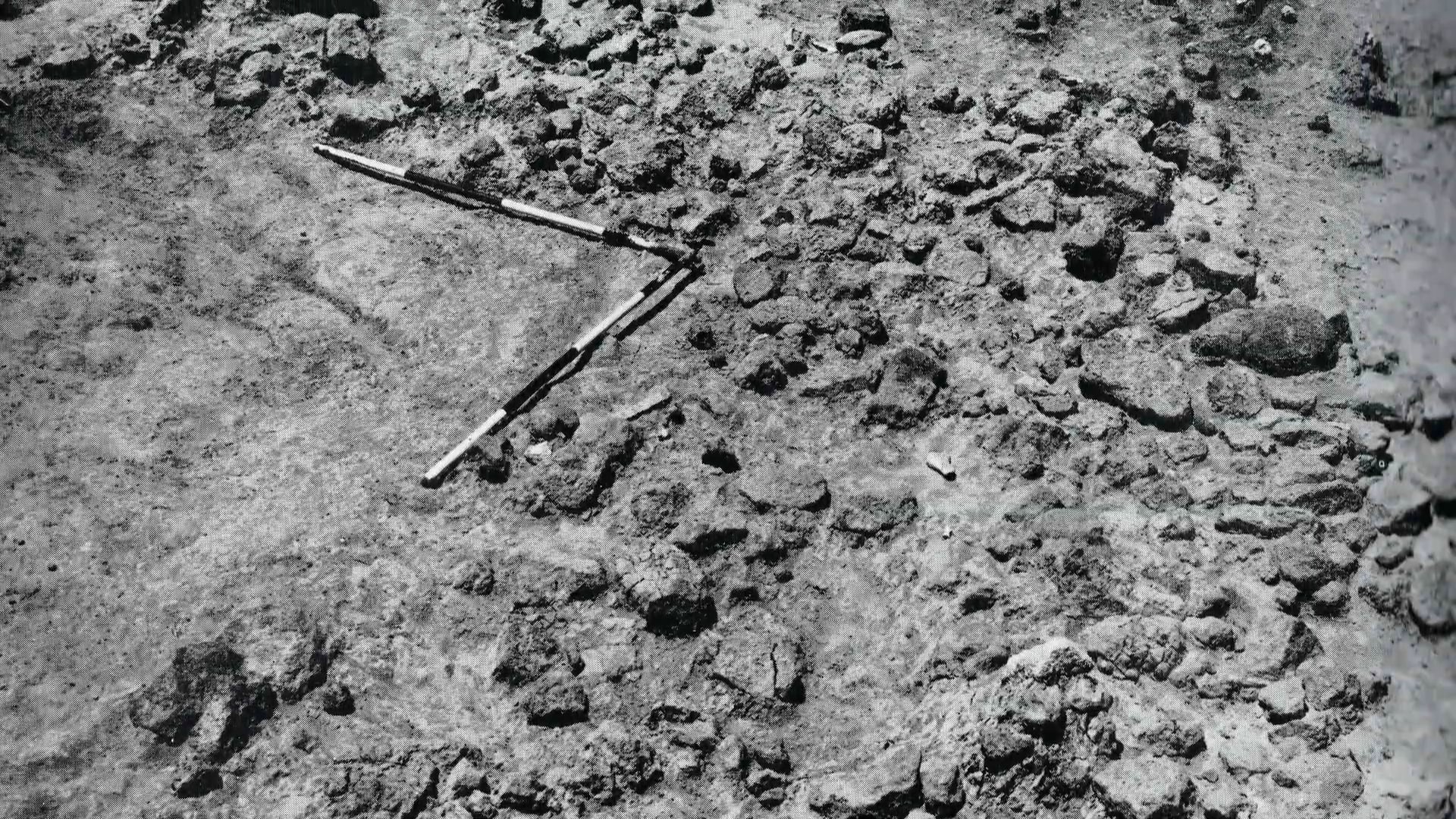 Homo Habilis: Evidence for Evolution or Extinct Ape?