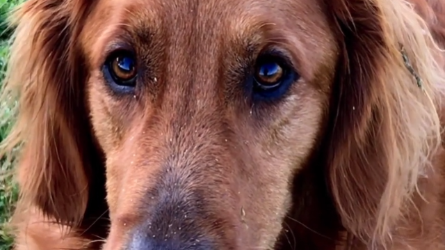 If You're a Christian, This is Why You Need a Dog