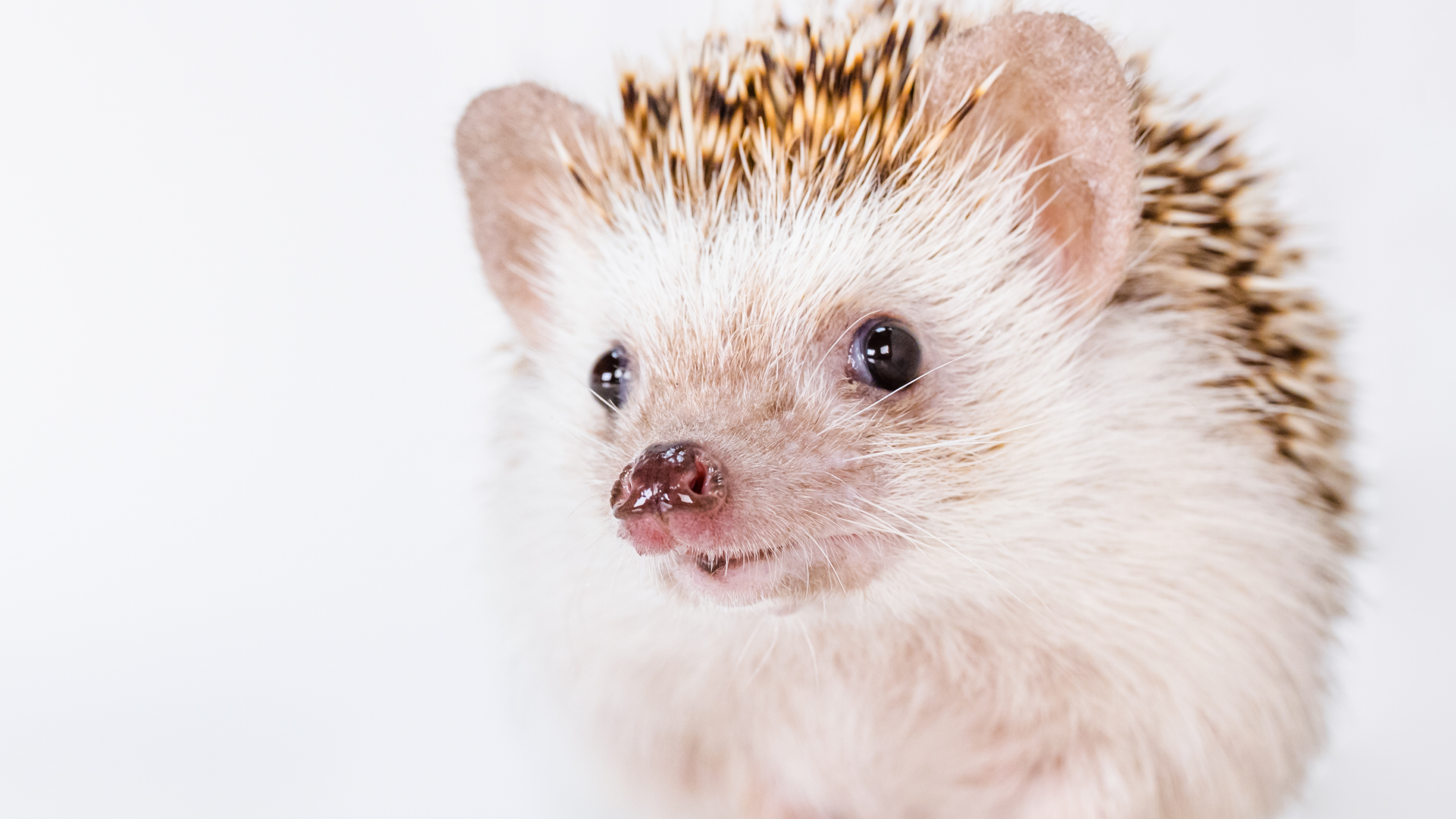 March 2022: Four-toed Hedgehogs