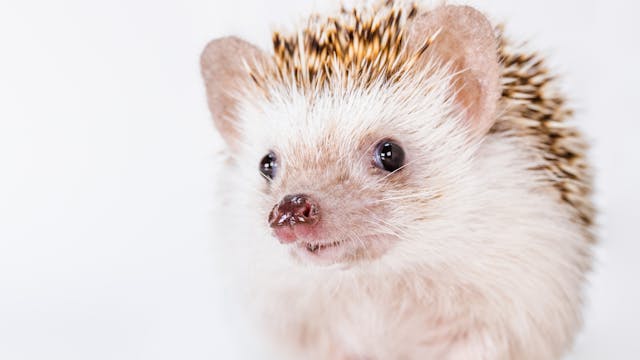 March 2022: Four-toed Hedgehogs