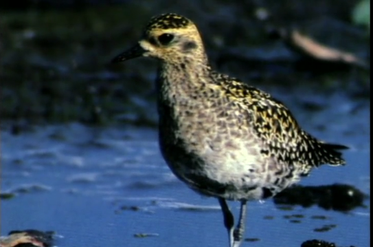Golden Plover