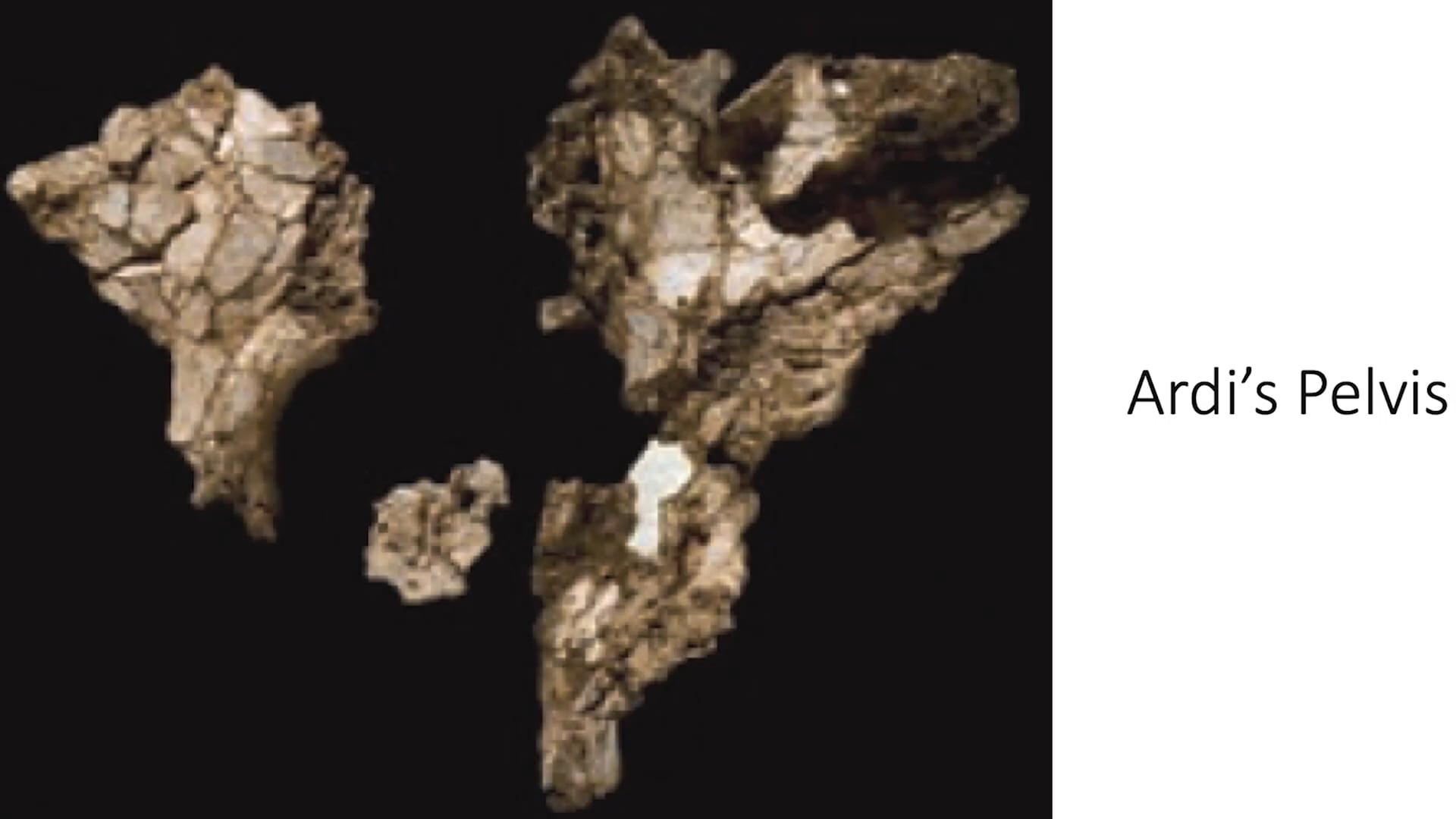 Genesis Impact Clip - Ardipithecus Ramidus Ardi‚