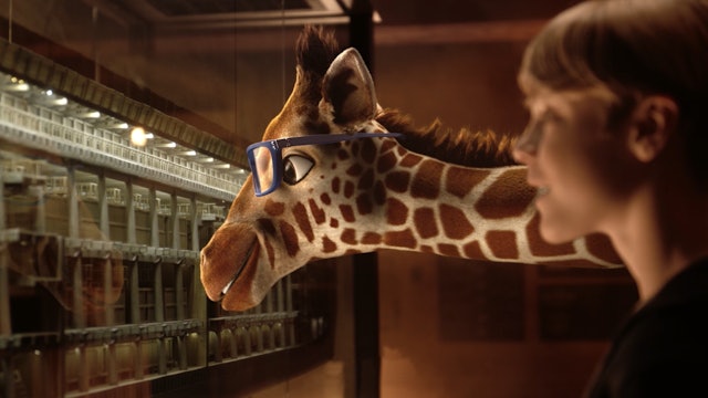 The Giraffe Family at the Ark Encounter