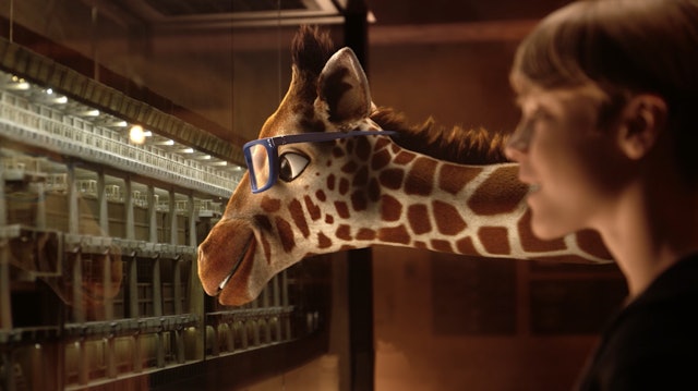 The Giraffe Family at the Ark Encounter