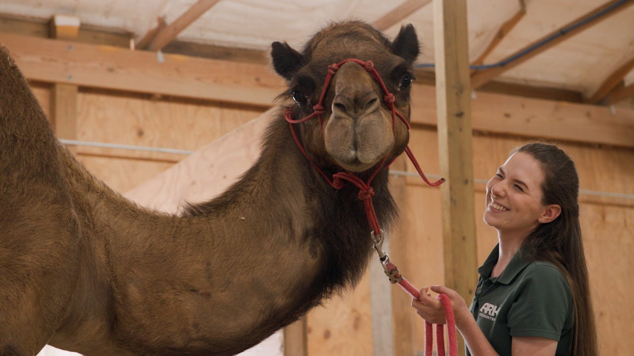 S1E3 Camel and Sloth Training - Season 1 - Answers.tv