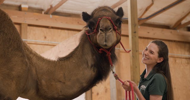 S1E3 Camel and Sloth Training