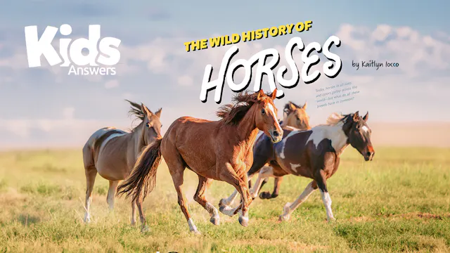 The Wild History Of Horses (Kids Audi...