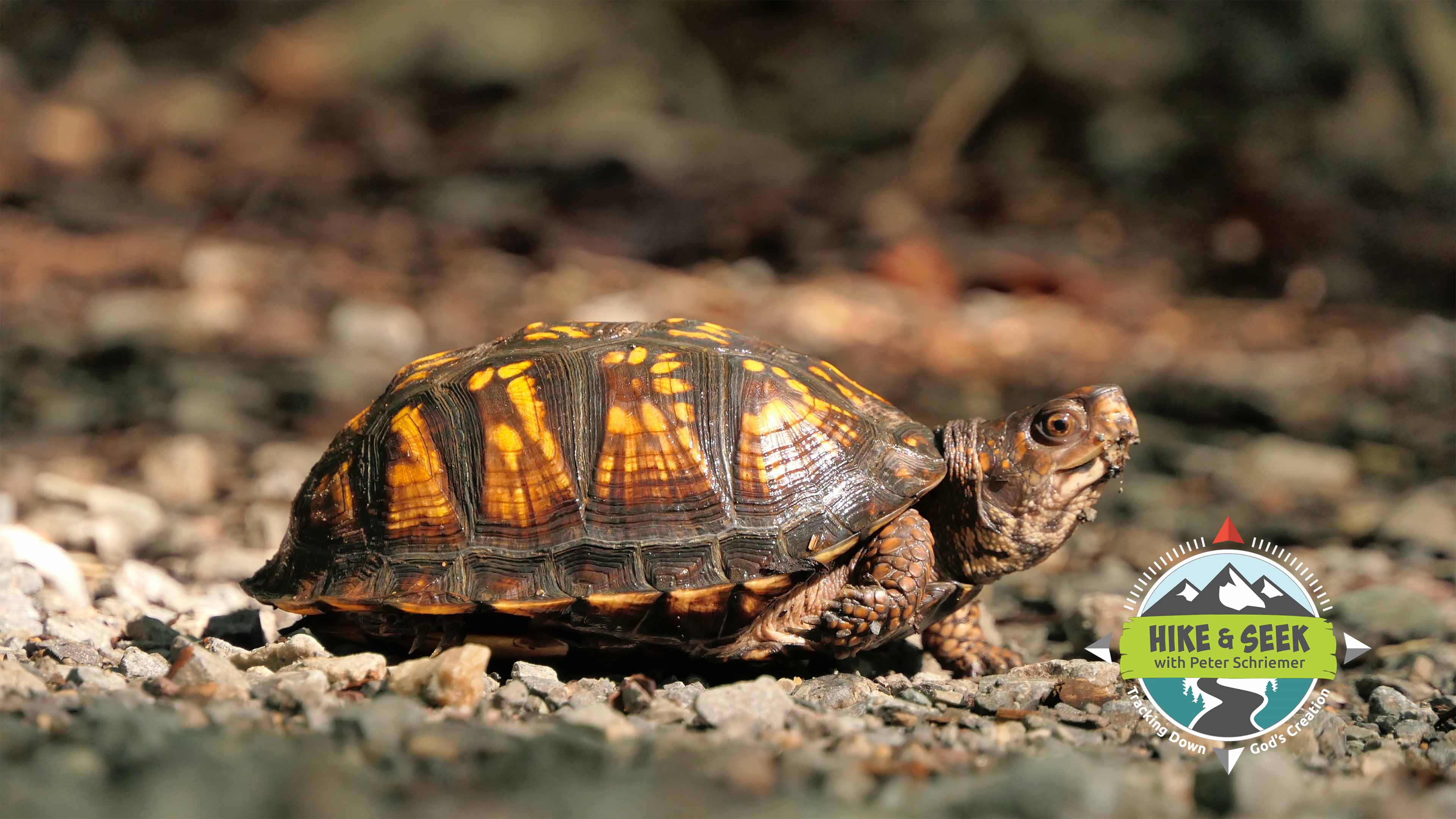 S1E2 Pacman Frogs & Box Turtles