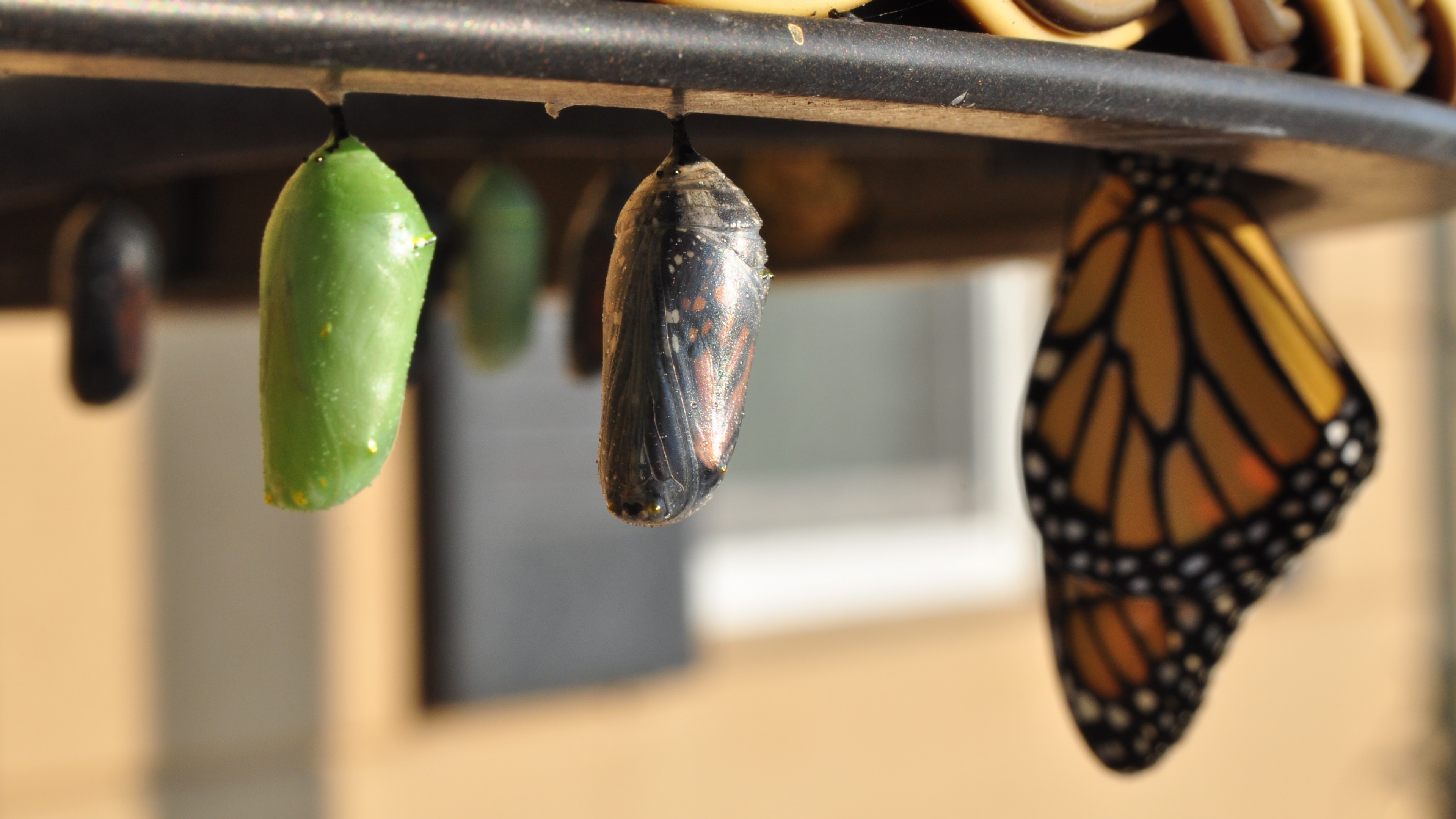 S2E32 Metamorphosis: from Bug to Beauty