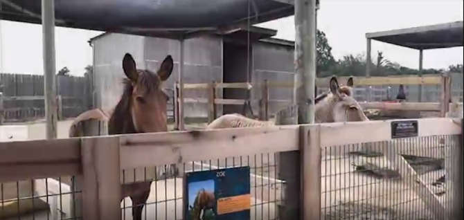 Zonkey and Zorse at the Creation Museum Zoo
