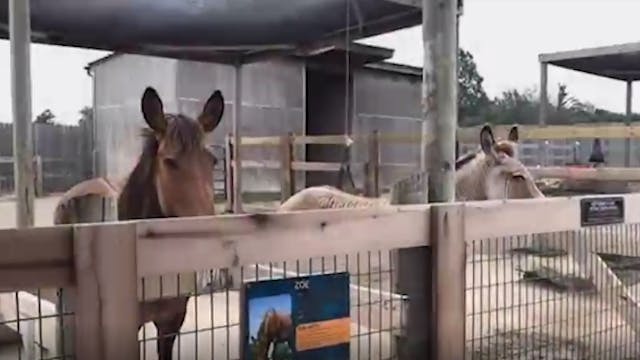 Zonkey and Zorse at the Creation Muse...