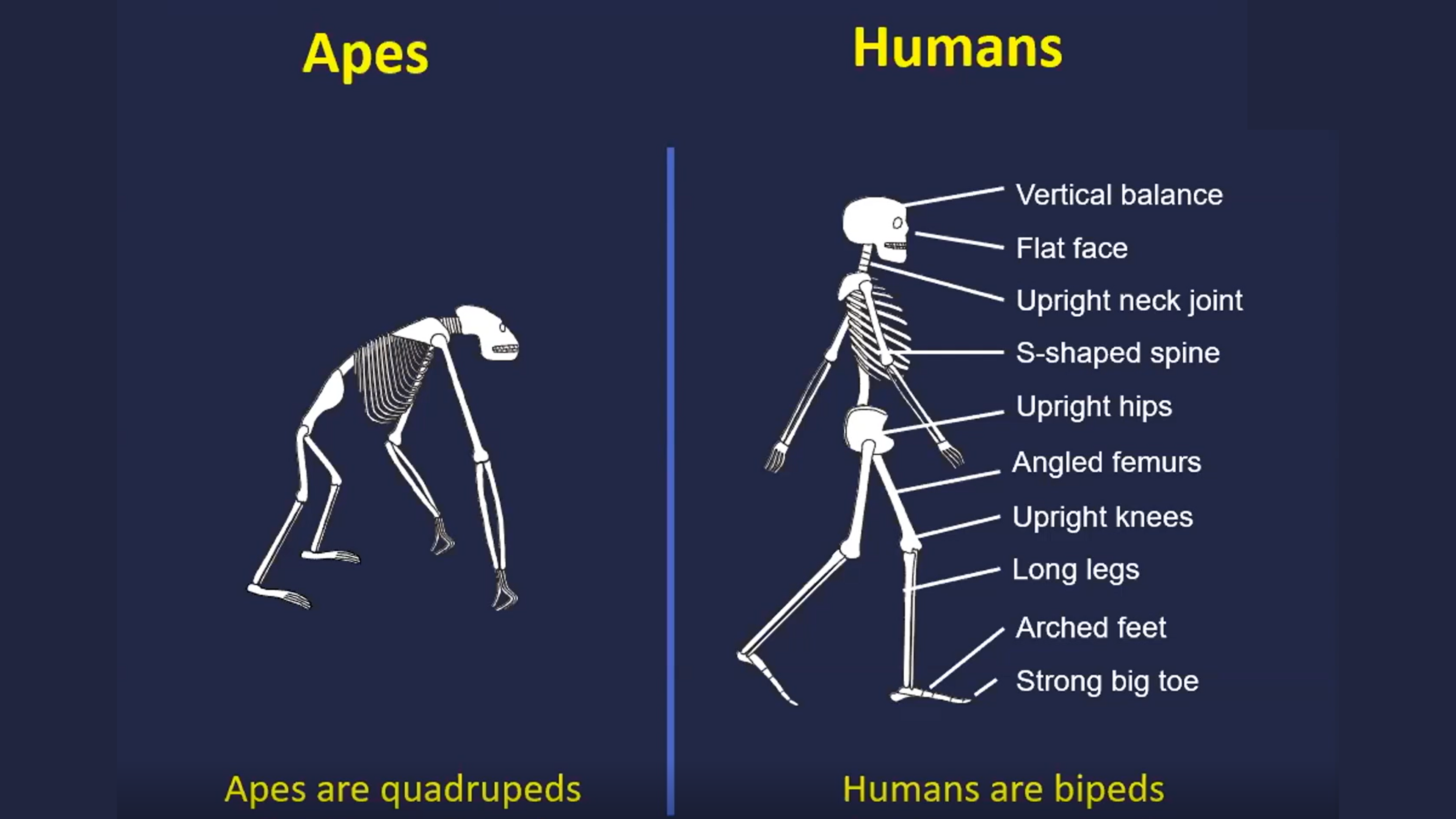 The Uniqueness of Man - Stuart Burgess
