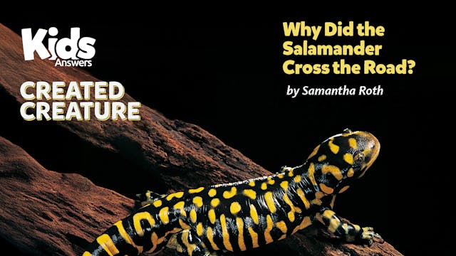 Why Did the Salamander Cross the Road...