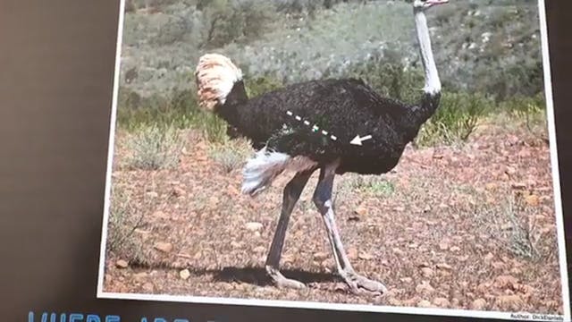 S1E24 Are Birds Dinosaurs?