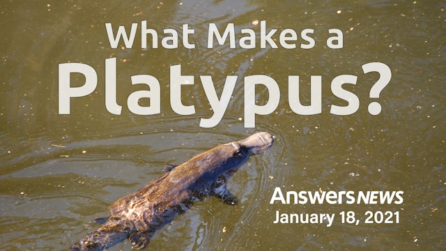 1/18 What Makes a Platypus?