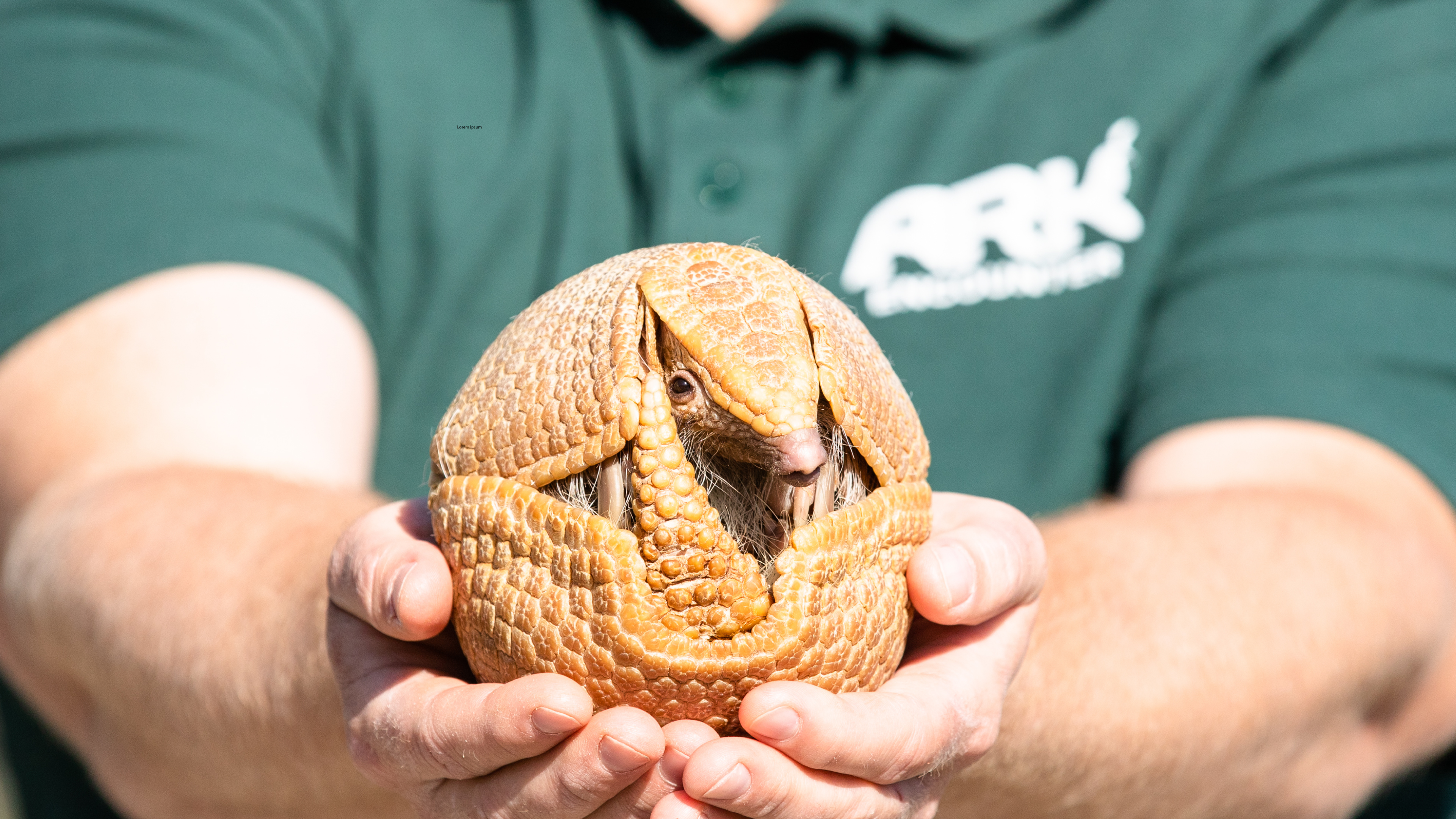 December 2021: Southern Armadillos