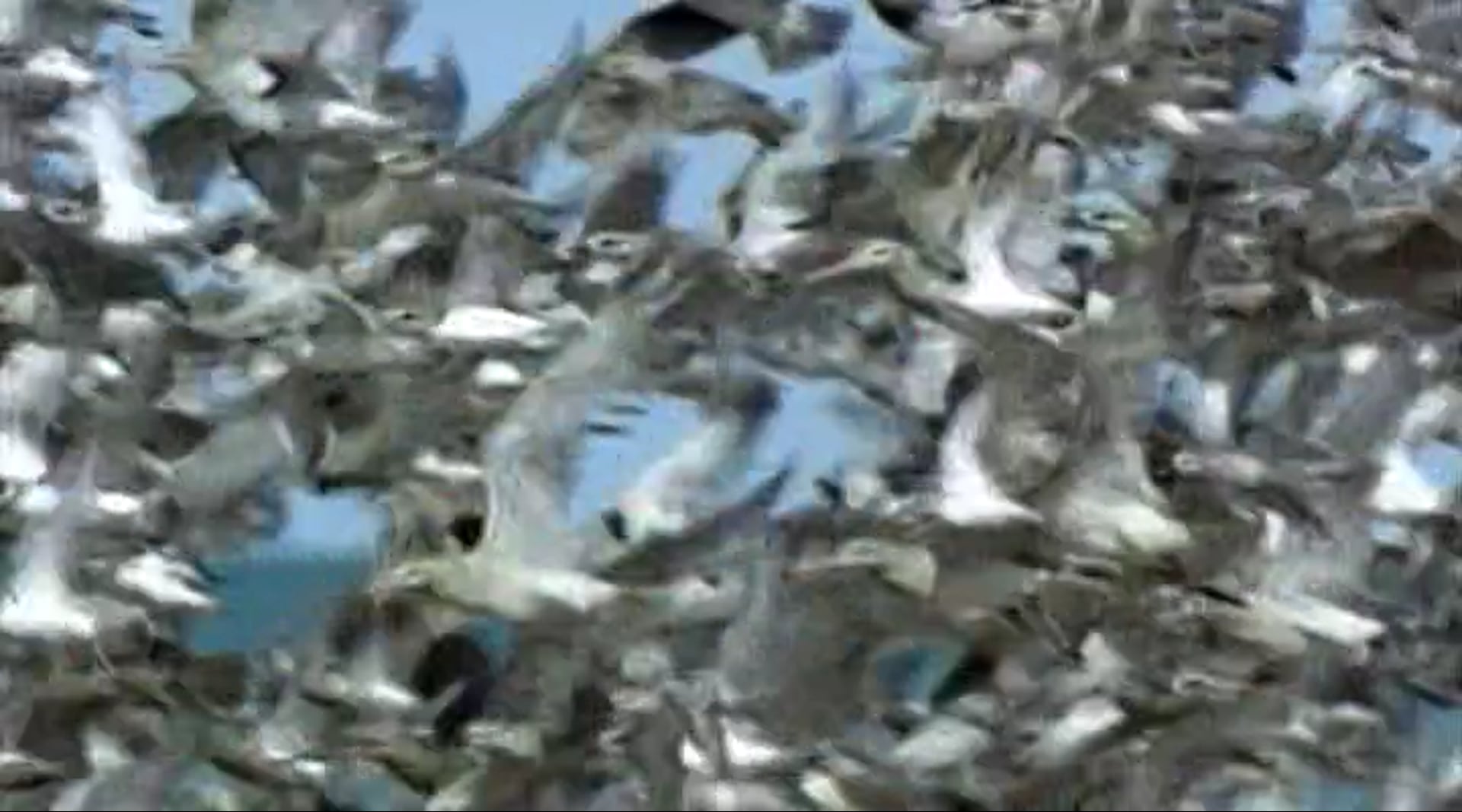 Part 5 - Life: Designed for Flight