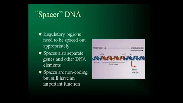 Junk‚ DNA Is Not Junk‚, Part 3